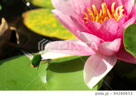 スイレンの花に止まろうとするコアオハナムグリ 94260653