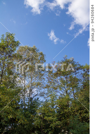 秋の雑木林と青空 秋の雑木林と青空 94260684