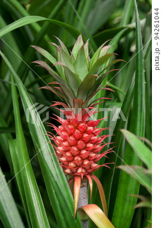 アナナス・ブラクテアツス アナナス・ブラクテアツス 94261044