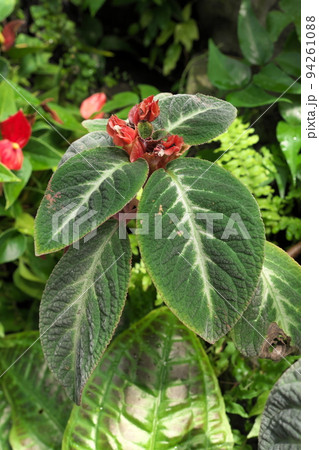 ビロードイワギリ 94261088