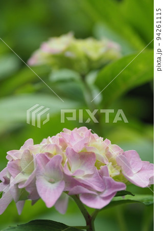 ピンクのアジサイのアップ ピンクのアジサイのアップ 94261115