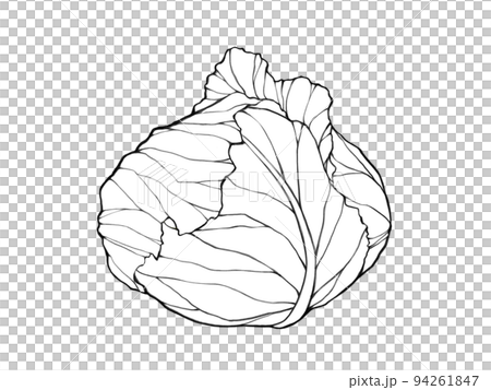 Cabbage realistic line drawing illustration 94261847