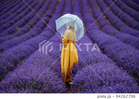 A middle-aged woman in a lavender field walks under an umbrella on a rainy day and enjoys aromatherapy. Aromatherapy concept, lavender oil, photo session in lavender 94262706