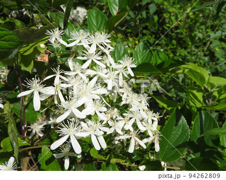 センニンソウ（仙人草） 94262809