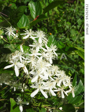 センニンソウ(仙人草) センニンソウ(仙人草) 94262812