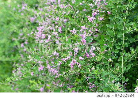 萩の花 萩の花 94262934