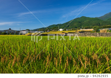 上市之瀬の稲穂 南アルプス市の田んぼ風景 上市之瀬の稲穂 南アルプス市の田んぼ風景 94262935
