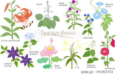 シンプルな夏の花のイラスト素材 94263753