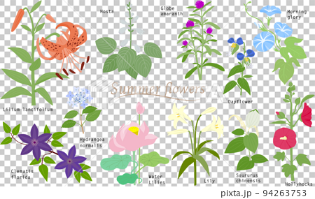 シンプルな夏の花のイラスト素材 94263753