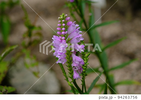 ハナトラノオの花 ハナトラノオの花 94263756