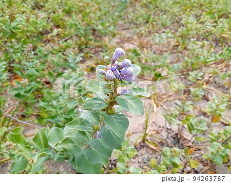 ハマボウのつぼみが膨らんでいる ハマボウのつぼみが膨らんでいる 94263787