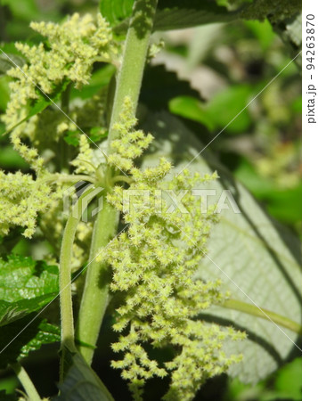初秋に咲くカラムシの花 初秋に咲くカラムシの花 94263870