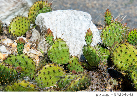 Succulents growing on rocks. Desert garden with succulents. Closeup of cacti growing between rocks on a mountain. Indigenous South African plants in nature. Modern gardening, cactus close up 94264042