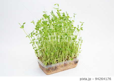 豆苗 豆苗 94264176