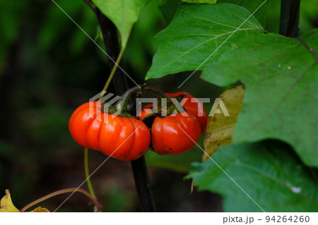 パンプキンツリーの果実 パンプキンツリーの果実 94264260