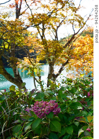五色沼 福島県 紅葉 五色沼 福島県 紅葉 94264268