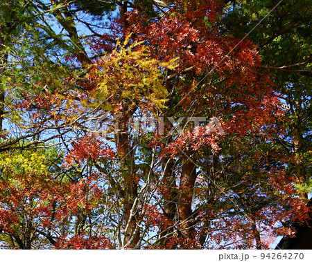 五色沼　福島県　紅葉 94264270