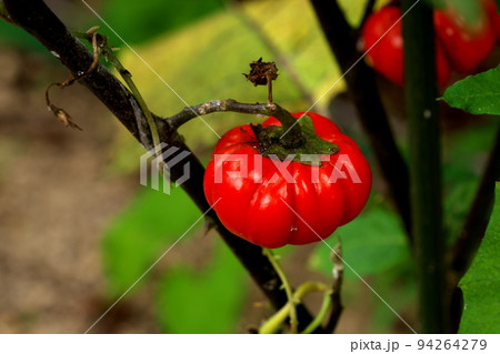 パンプキンツリーの果実 パンプキンツリーの果実 94264279