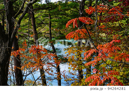 五色沼 福島県 紅葉 五色沼 福島県 紅葉 94264281
