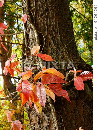 五色沼　福島県　紅葉 94264294