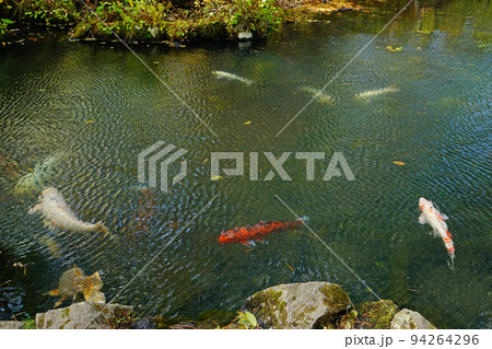 五色沼 福島県 紅葉 五色沼 福島県 紅葉 94264296