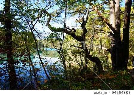 五色沼 福島県 紅葉 五色沼 福島県 紅葉 94264303