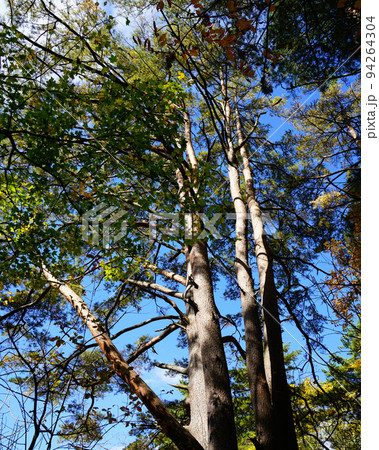 五色沼 福島県 紅葉 五色沼 福島県 紅葉 94264304