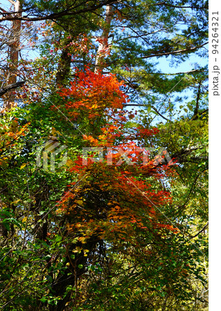 五色沼 福島県 紅葉 五色沼 福島県 紅葉 94264321