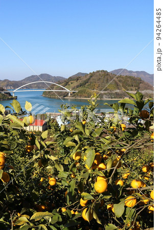 瀬戸内レモン 瀬戸内レモン 94264485
