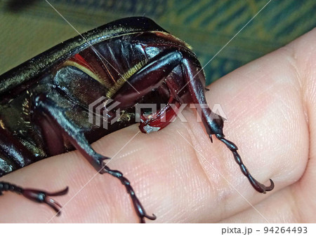 カブトムシのペニス カブトムシのペニス 94264493