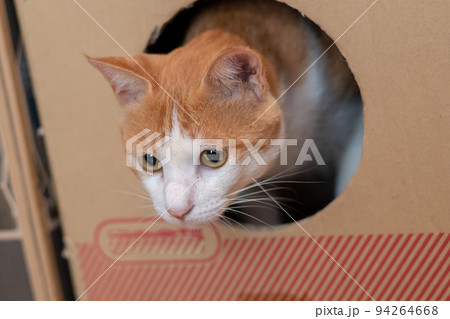 見つめる猫 茶トラ白 見つめる猫 茶トラ白 94264668