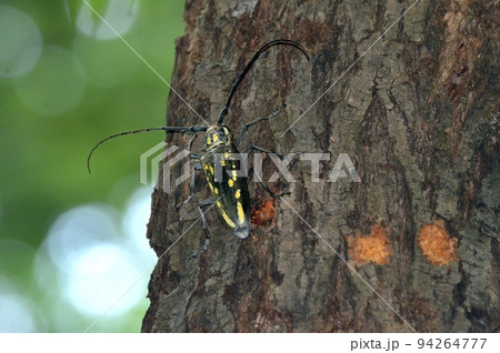 シロスジカミキリ 94264777