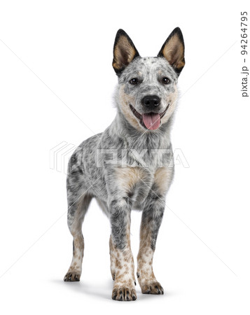 Cattle dog on white background 94264795