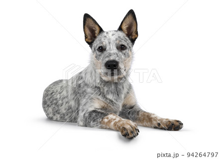Cattle dog on white background Cattle dog on white background 94264797