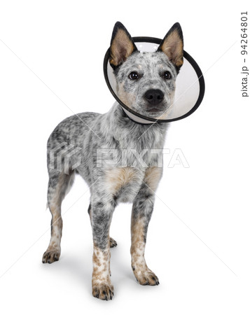 Cattle dog on white background Cattle dog on white background 94264801