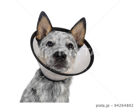 Cattle dog on white background 94264802