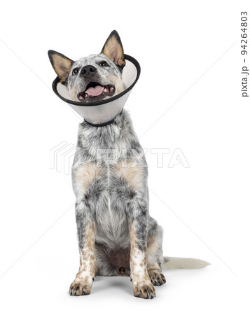 Cattle dog on white background Cattle dog on white background 94264803