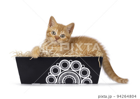 British Shorthair cat on white background 94264804
