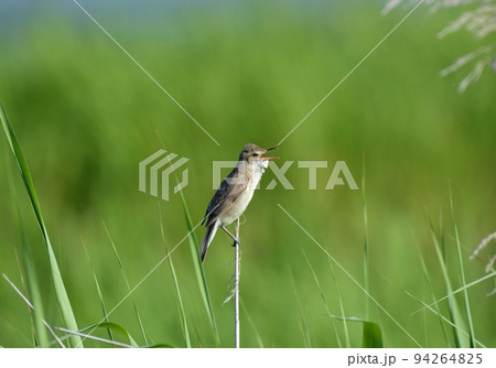 オオヨシキリ オオヨシキリ 94264825