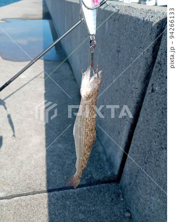堤防でエソ釣れた 94266133