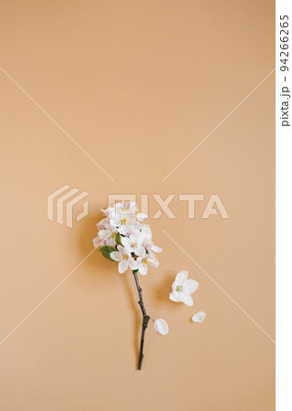 A twig of an apple tree with white flowers on a beige background. The concept of spring and fast time changing seasons. Flat lay, top view, copy space A twig of an apple tree with white flowers on a beige background. The concept of spring and fast time changing seasons. Flat lay, top view, copy space 94266265