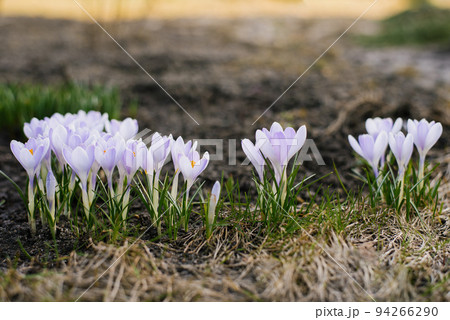 Spring crocus flowers bloom in the garden Spring crocus flowers bloom in the garden 94266290