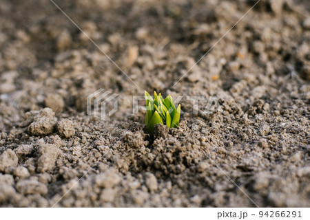 Lily sprouts come out of the ground in spring in the garden Lily sprouts come out of the ground in spring in the garden 94266291