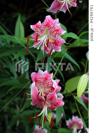 ゆりの花 ゆりの花 94266761