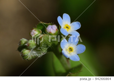 キュウリグサの小さな花 94266864