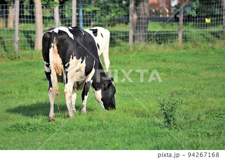 牧場の風景・ホルスタイン牛 94267168