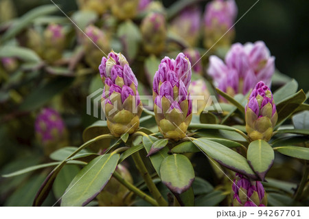 Rhododendron or Rosebay blossoms in spring garden, closeup. Ericaceae evergreen shrub, toxic leaves. Blooming azalea, decorative shrubs. Rhododendron or Rosebay blossoms in spring garden, closeup. Ericaceae evergreen shrub, toxic leaves. Blooming azalea, decorative shrubs. 94267701