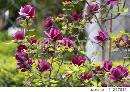 Purple magnolia tree, blooming branch with flowers and buds, selective focus, blurred background. Magnolia liliiflora 94267835