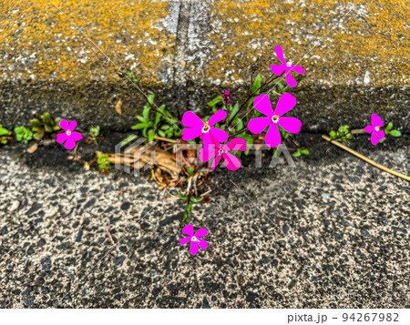 コンクリートの隙間から咲いた鮮やかなピンクパンサー 94267982