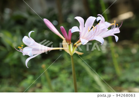 青い彼岸花 青い彼岸花 94268063